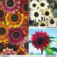 Sunflower Collection - 3 varieties - 1 packet of each (78 sunflower seeds in total)