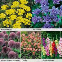 Summer Flowering Bulb Collection - 1 x collection (280 bulbs in total)