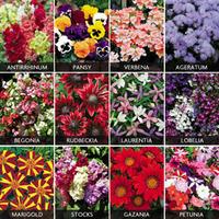 Summer Bedding Plants Pack - 144 bedding plug tray plants - 12 of each variety