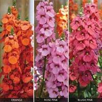 SunDiascia \'Eternal Flames\' - 3 SunDiascia plug plants - 1 of each variety