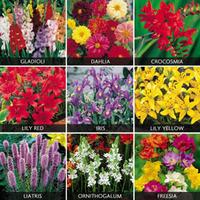 Summer Bulbs Collection - 2 Summer Bulb Packs (340 bulbs)