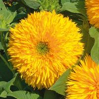 Sunflower \'Teddy Bear\' (Seeds) - 1 packet (35 sunflower seeds)