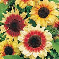 Sunflower \'Magic Roundabout\' F1 Hybrid (Seeds) - 1 packet (20 sunflower seeds)
