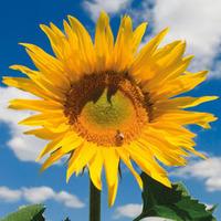 Sunflower \'Colossus\' (Seeds) - 1 packet (25 sunflower seeds)
