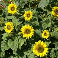 Sunflower \'Topolino\' (Seeds) - 1 packet (10 sunflower seeds)