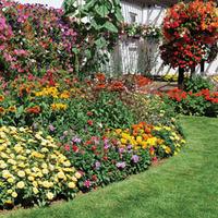 summer bedding lucky dip pack of 20 plug plants