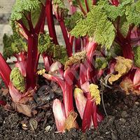 Summer-long Rhubarb \'Livingstone\' plant in 9cm pot