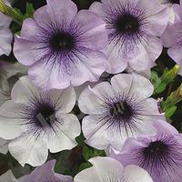 Surfinia Petunia Blue Vein - 12 large plugs