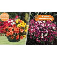 Summer Hanging Baskets Lucky Dip - Free Delivery!