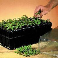 Suttons Black Deep Rootrainers