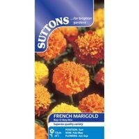 suttons marigold french seeds boy mix