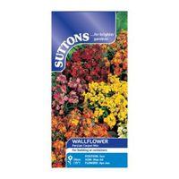 Suttons Wallflower Seeds Persian Carpet Mix
