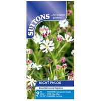 Suttons Night Phlox Seeds