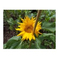 Sunflower Growing Kit In A Tin
