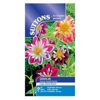 Suttons Dahlia Seeds Yankee Doodle Dandy Mix