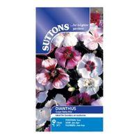 Suttons Dianthus Seeds Sugar Baby Mix