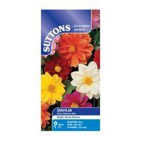 Suttons Dahlia Seeds Disco Dancer Mix