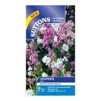 Suttons Hesperis Seeds