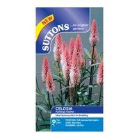 Suttons Celosia Seeds Flamingo Feather Mix