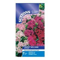 Suttons Sweet William Seeds Picchio Mix