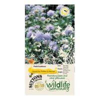 suttons wildlife sanctuary field scabious seeds