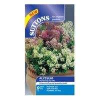 suttons alyssum seeds wandering star mix