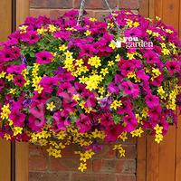 summer scorcher designer basket plant mix pack of 18 plants