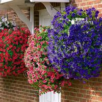 Surfinia Trailing Petunia Collection x 12 Jumbo Plug Plants