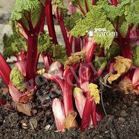 Summer-long Rhubarb \'Livingstone\' plant in 9cm pot