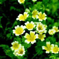 Suttons Poached Egg Plant Seeds