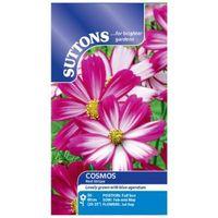 Suttons Cosmos Seeds Red Stripe