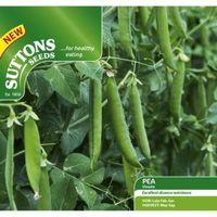 Suttons Vivado Seeds Non Gm