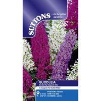 Suttons Butterfly Magnet Seeds Non Gm