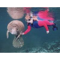 swim with manatees florida