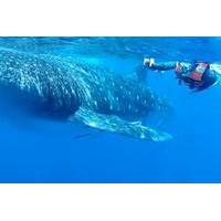 Swim with Whale Sharks