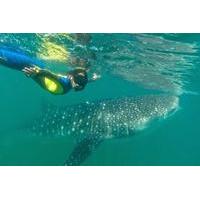 Swimming with Whale Sharks and Todos Santos Tour