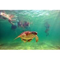 Swimming with Turtles and Cenotes Tour