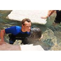 Swim with the Seals at the Miami Seaquarium
