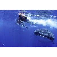Swim with Whale Sharks from Cancun