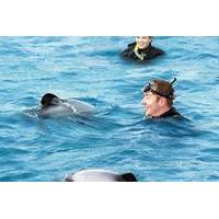 Swimming with Dolphins in Akaroa