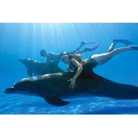 Swim with the Dolphins in Cabo San Lucas