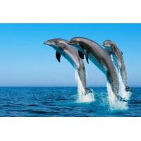 Swim with Dolphins in Hurghada