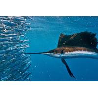 Swim with Sailfish Tour in Isla Mujeres