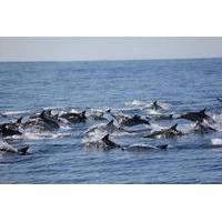 Swim With Wild Dolphins in Tauranga