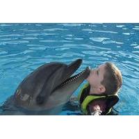 Swimming with Dolphins in Hurghada