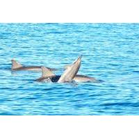Swim with Wild Dolphins on Benitiers Island: Day Tour from Grand Riviere Noire