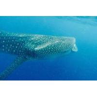 Swim With Whale Sharks Cancun and Riviera Maya