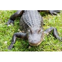 Swamp and Bayou Tour with Lunch