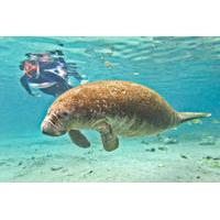 Swim with Manatees at Crystal River plus Everglades Airboat Adventure
