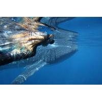 Swimming with Whale Sharks in Ningaloo Reef from Exmouth